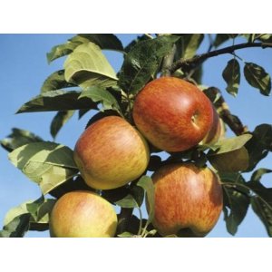 Jabloň domáca (Malus domestica) ´ZLATA RENETA´ - výška 160-170 cm, volnokorenná